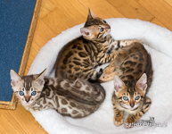 Bengalkatzen Berlin